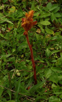 Sommerwurz_2016-07-16_Stoanblamlkopf_(200)1.JPG