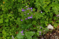 Storchenschnabel_2016-07-16_Stoanblamlkopf_(217).JPG