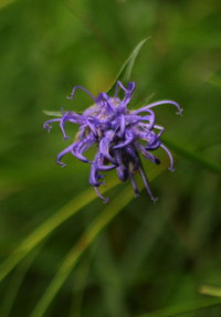 Teufelskralle_2016-07-16_Stoanblamlkopf_(288)1.JPG