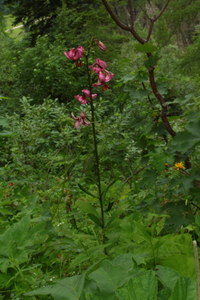 Tuerkenbund_2016-07-16_Stoanblamlkopf_(177).JPG
