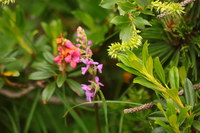 Weide-stink_2016-07-16_Stoanblamlkopf_(365).JPG