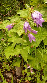 _Glockenblume_2016-07-16_Stoanblamlkopf_(102).JPG