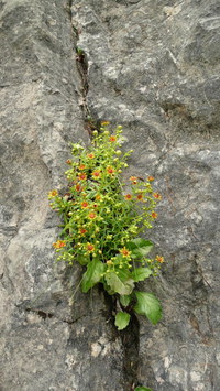 _Steinbrech-Fetthennen_2016-07-16_Stoanblamlkopf_(106)V.JPG