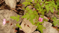 _Storchenschnabel-stink_2016-07-16_Stoanblamlkopf_(103).JPG