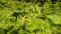 _Weidenroeschen_2016-07-16_Stoanblamlkopf_(102).JPG