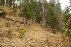 2016-04-02_Waldeggl_(180).JPG
