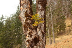 2016-04-02_Waldeggl_(222).JPG