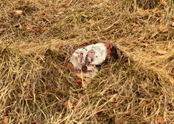 2016-04-02_Waldeggl_(250)1.JPG