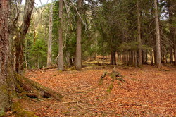 2016-04-02_Waldeggl_(255)1.JPG