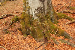 2016-04-02_Waldeggl_(257).JPG