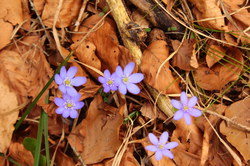 2016-04-02_Waldeggl_(270).JPG