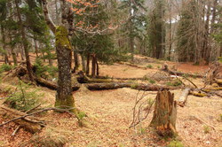 2016-04-02_Waldeggl_(271).JPG