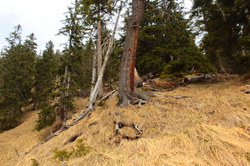 2016-04-02_Waldeggl_(320).JPG