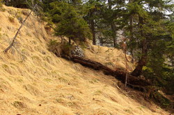 2016-04-02_Waldeggl_(323).JPG