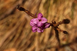 2016-04-02_Waldeggl_(349).JPG