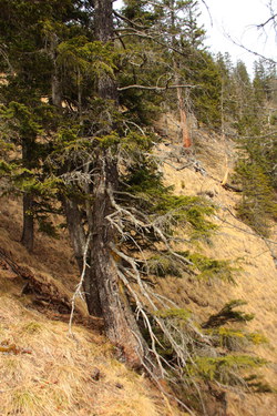 2016-04-02_Waldeggl_(367).JPG