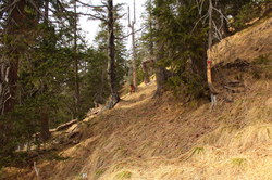 2016-04-02_Waldeggl_(371).JPG