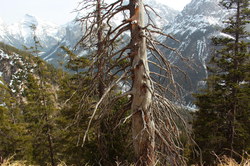 2016-04-02_Waldeggl_(555).JPG