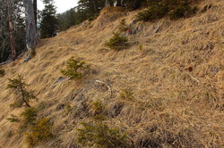2016-04-02_Waldeggl_(566).JPG