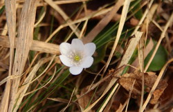 2016-04-02_Waldeggl_(611)1.JPG