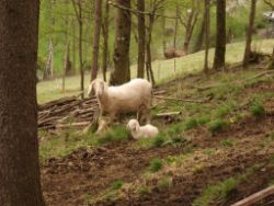2014-04-20_Lainbachfall_004.JPG