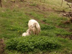 2014-04-20_Lainbachfall_005.JPG