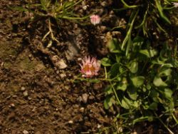 2014-04-20_Lainbachfall_094.JPG