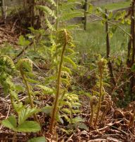 2014-04-20_Lainbachfall_101.JPG