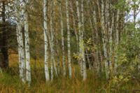2014-09-21_Sindelsd_Moor_(291).JPG