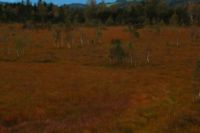 2014-09-21_Sindelsd_Moor_(456)b.JPG