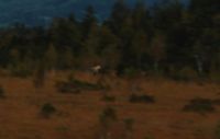 2014-09-21_Sindelsd_Moor_(474)b.JPG
