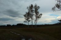 2014-09-21_Sindelsd_Moor_(543)b.JPG