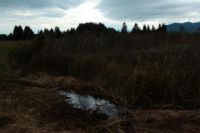 2014-09-21_Sindelsd_Moor_(577).JPG