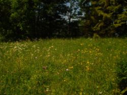 2014-06-08_Kochelsee_(263)b.JPG