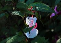 2014-09-28_Wackersberg-Runde_(132)b.JPG