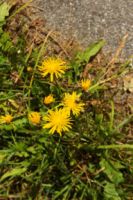 2014-09-28_Wackersberg-Runde_(252)b.JPG