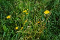 2014-09-28_Wackersberg-Runde_(262)b.JPG