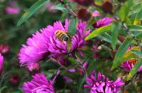 2014-09-28_Wackersberg-Runde_(472)b.JPG