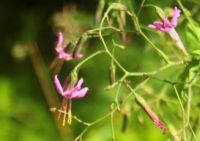 2014-08-10_Ankelalm_(128)b.JPG