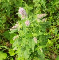 2014-08-10_Ankelalm_(132)b.JPG