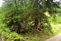 2014-08-10_Ankelalm_(169)b.JPG