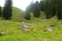 2014-08-10_Ankelalm_(172).JPG