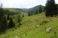 2014-08-10_Ankelalm_(173).JPG