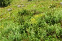2014-08-10_Ankelalm_(183).JPG