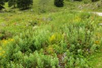 2014-08-10_Ankelalm_(184).JPG
