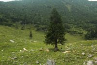 2014-08-10_Ankelalm_(220).JPG