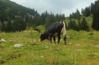 2014-08-10_Ankelalm_(223).JPG