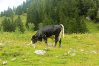 2014-08-10_Ankelalm_(225)b.JPG