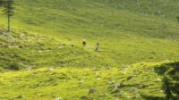 2014-08-10_Ankelalm_(226)b.JPG