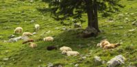 2014-08-10_Ankelalm_(226)c.JPG